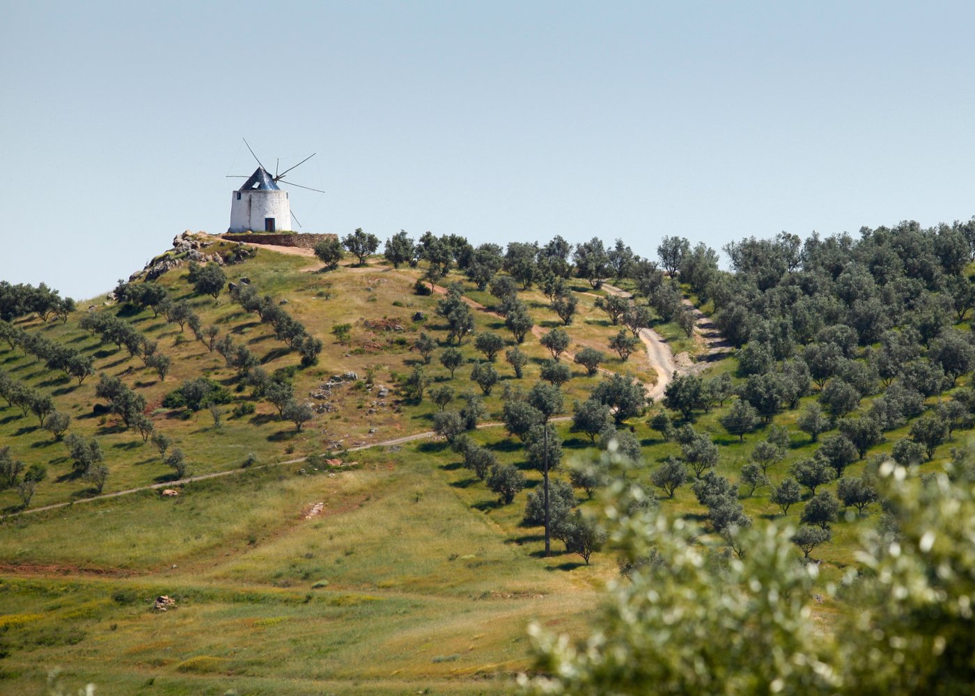 Olival no Baixo Alentejo