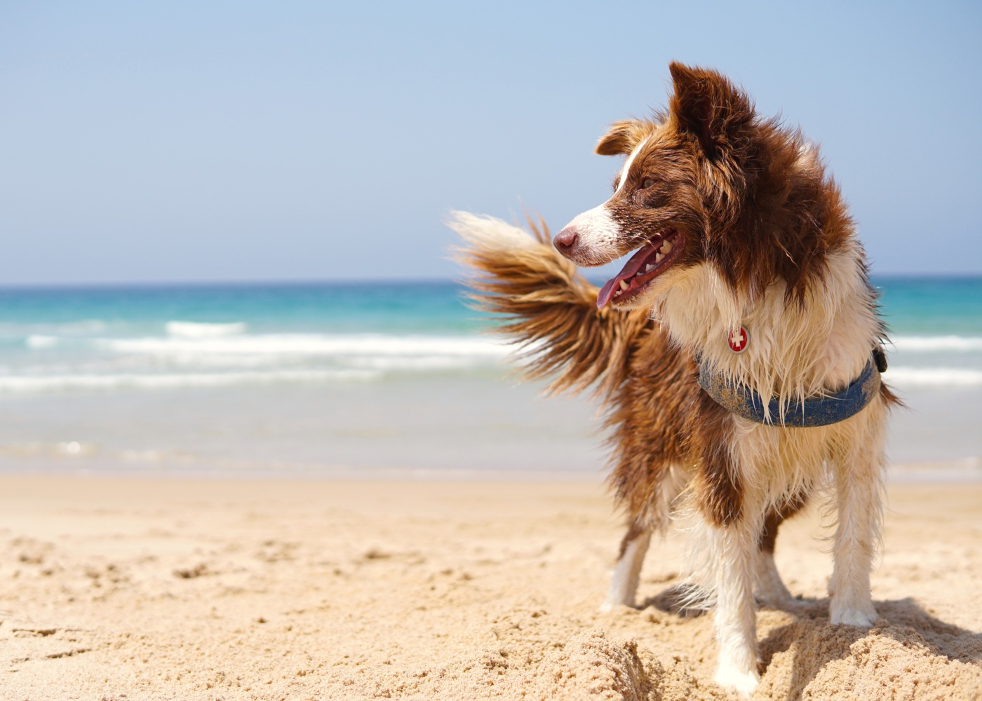 cão na praia