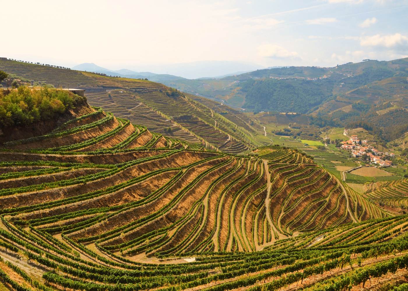 Vinhas do Douro na zona da Varosa