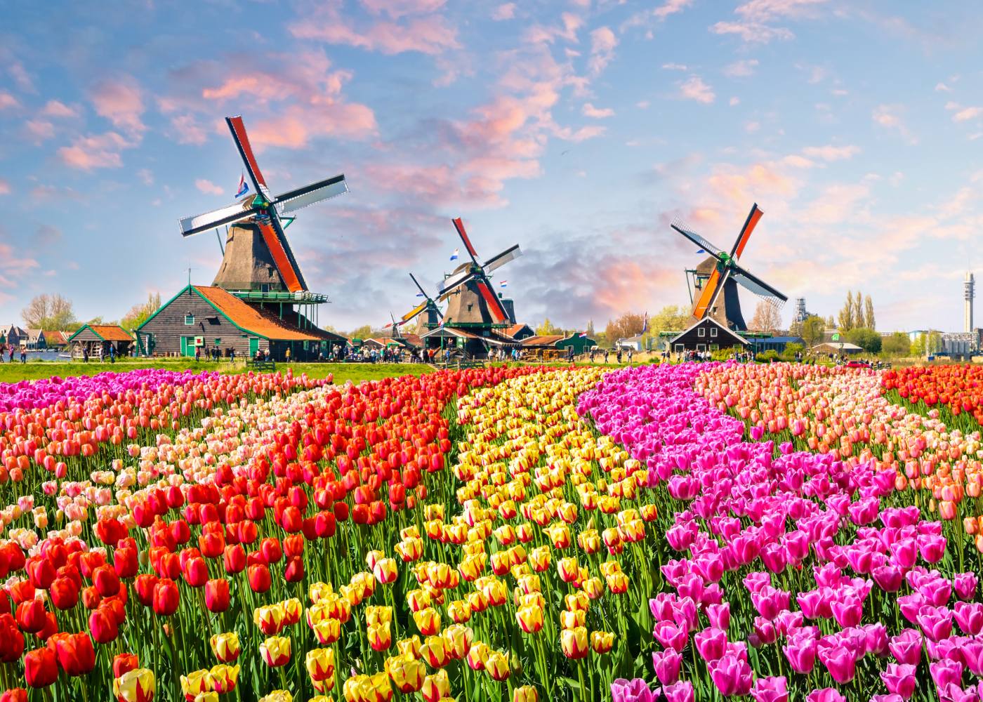 Campo de Tulipas na Holanda