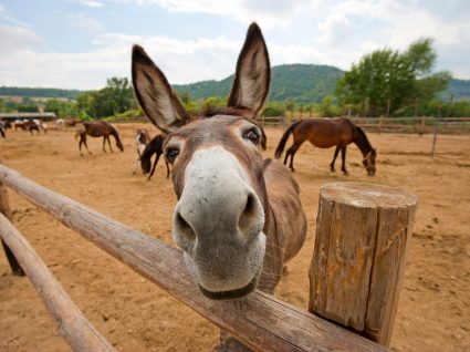 Apadrinhar um burro de Miranda