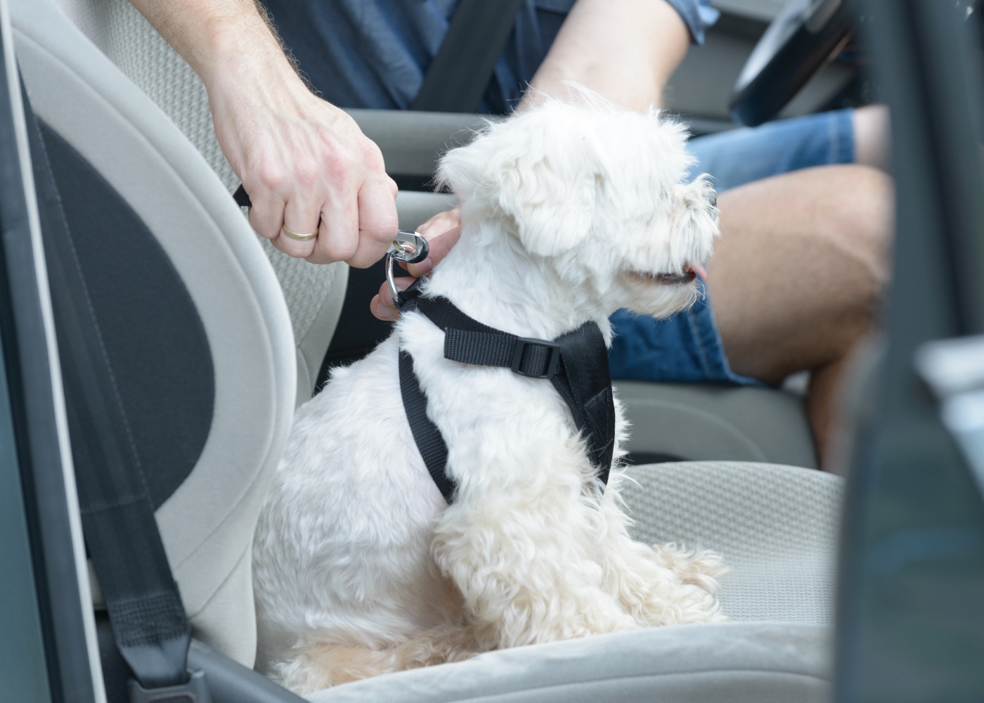 Cão a utilizar cinto de segurança