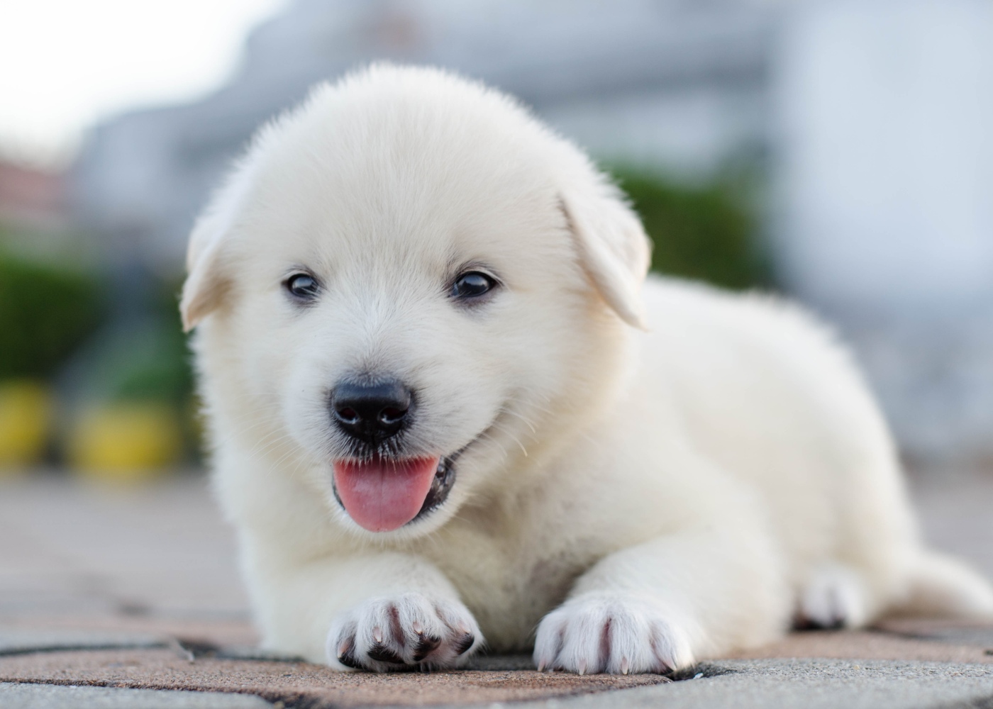 Cachorro labrador