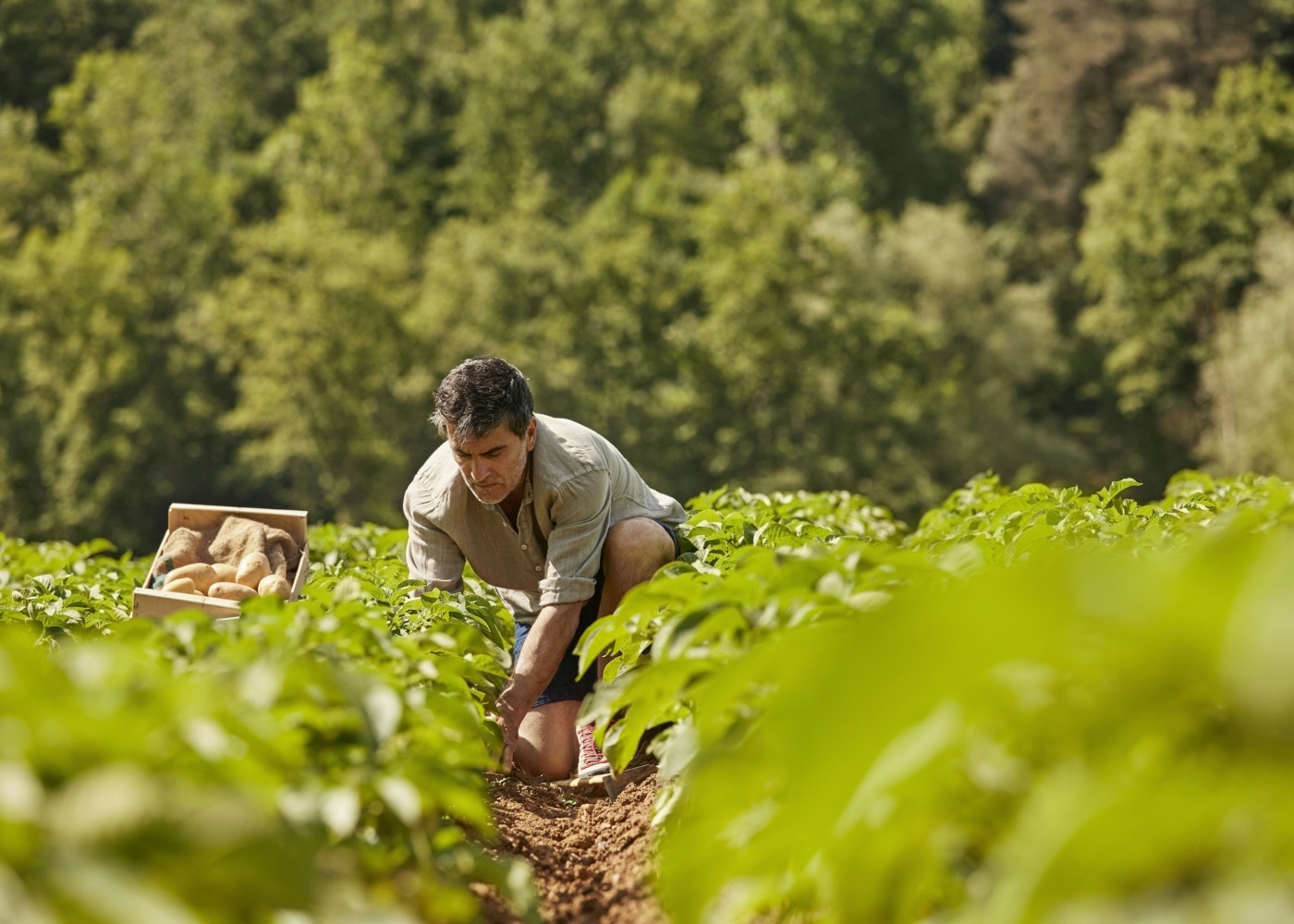 agricultor campo