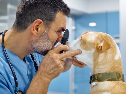 Veterinário a tratar da visão dos cães