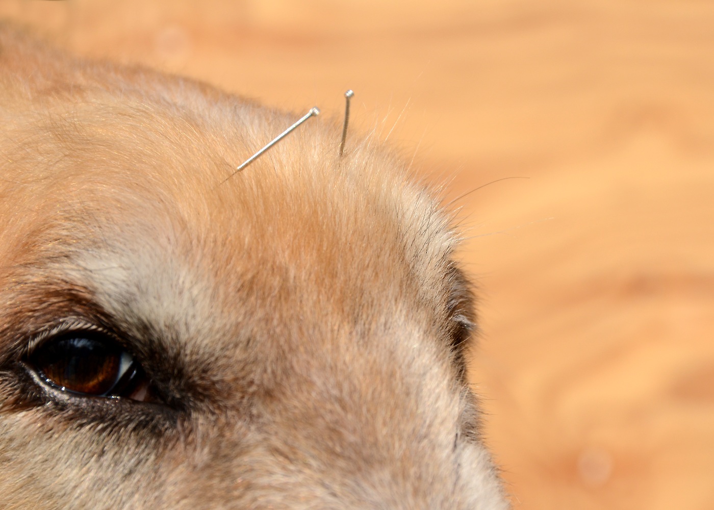 Acupuntura em cães