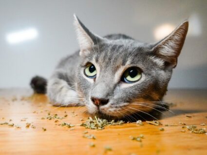 Gato com catnip