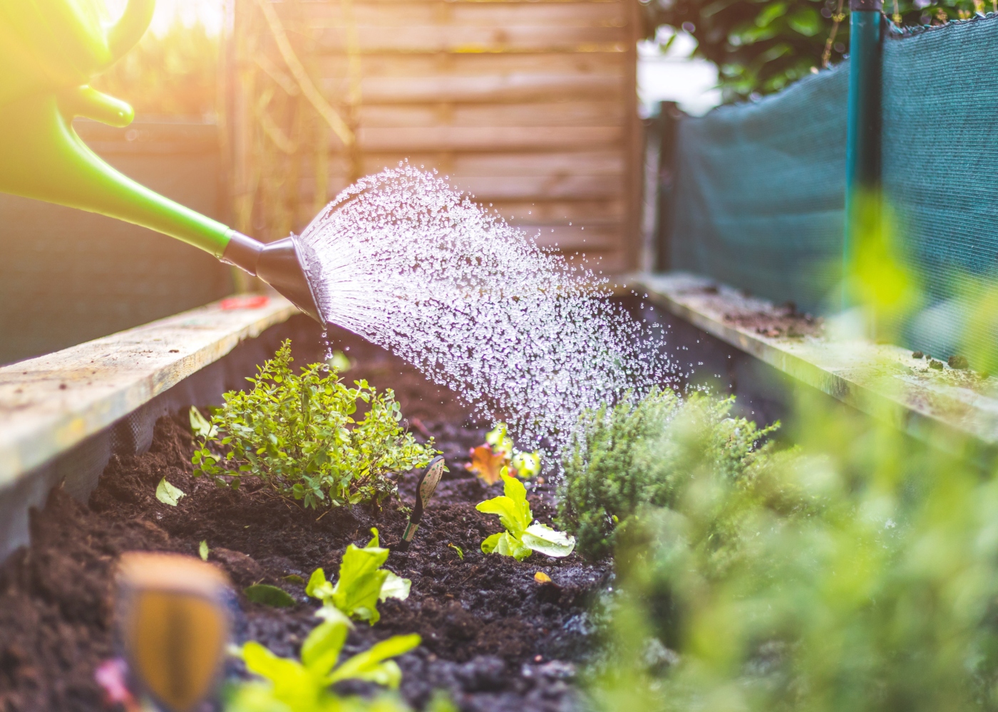 Mulher a regar plantas no jardim