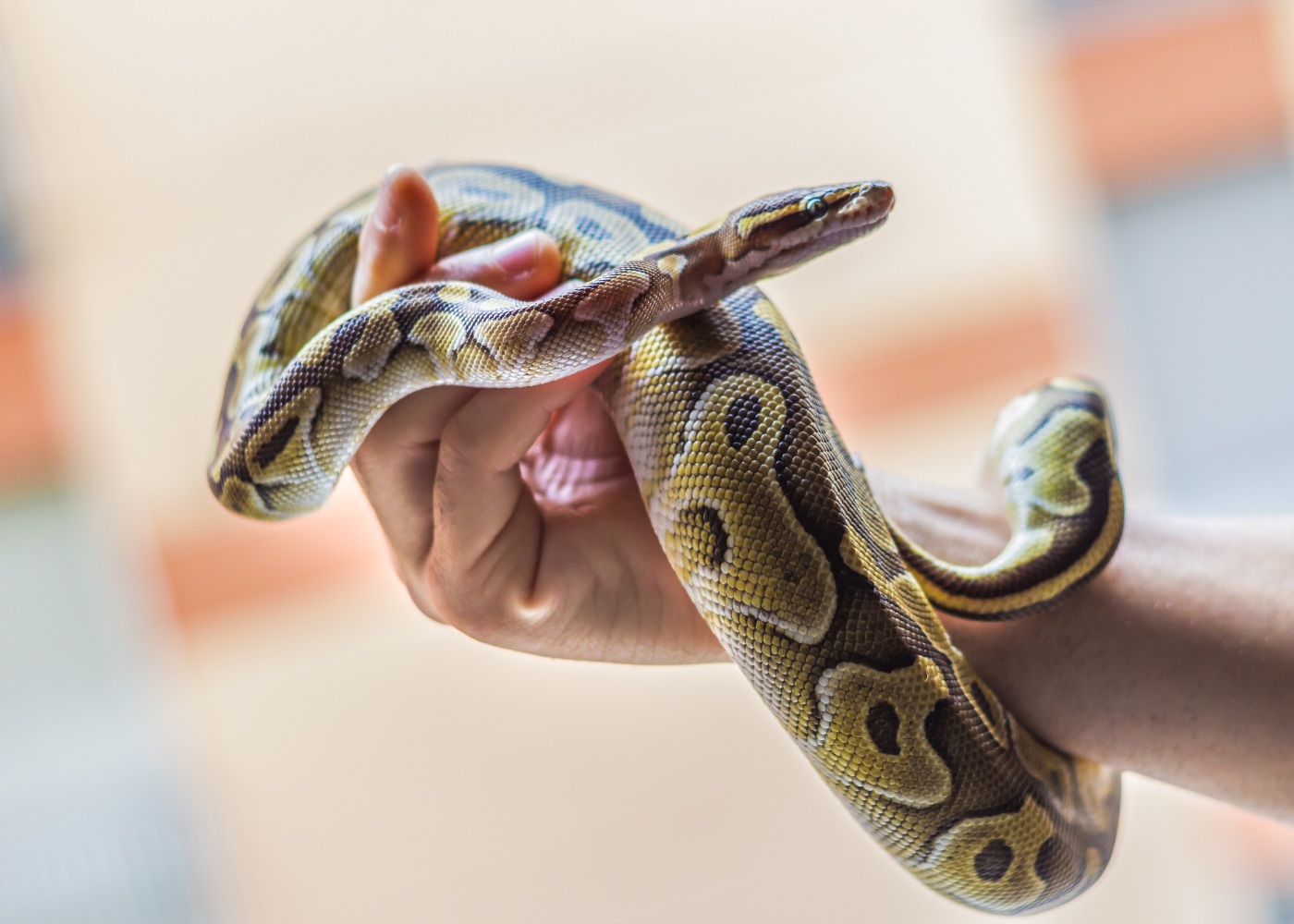 Homem com uma cobra de estimação