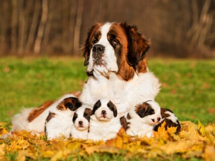 Cães gigantes são bernardo