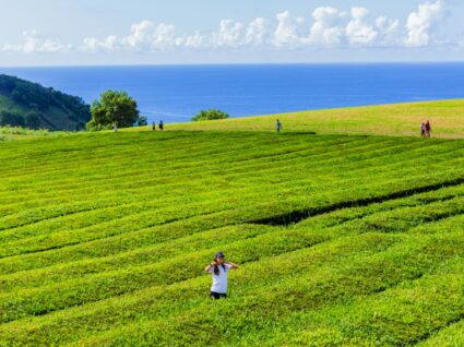 Plantação de chá dos açores