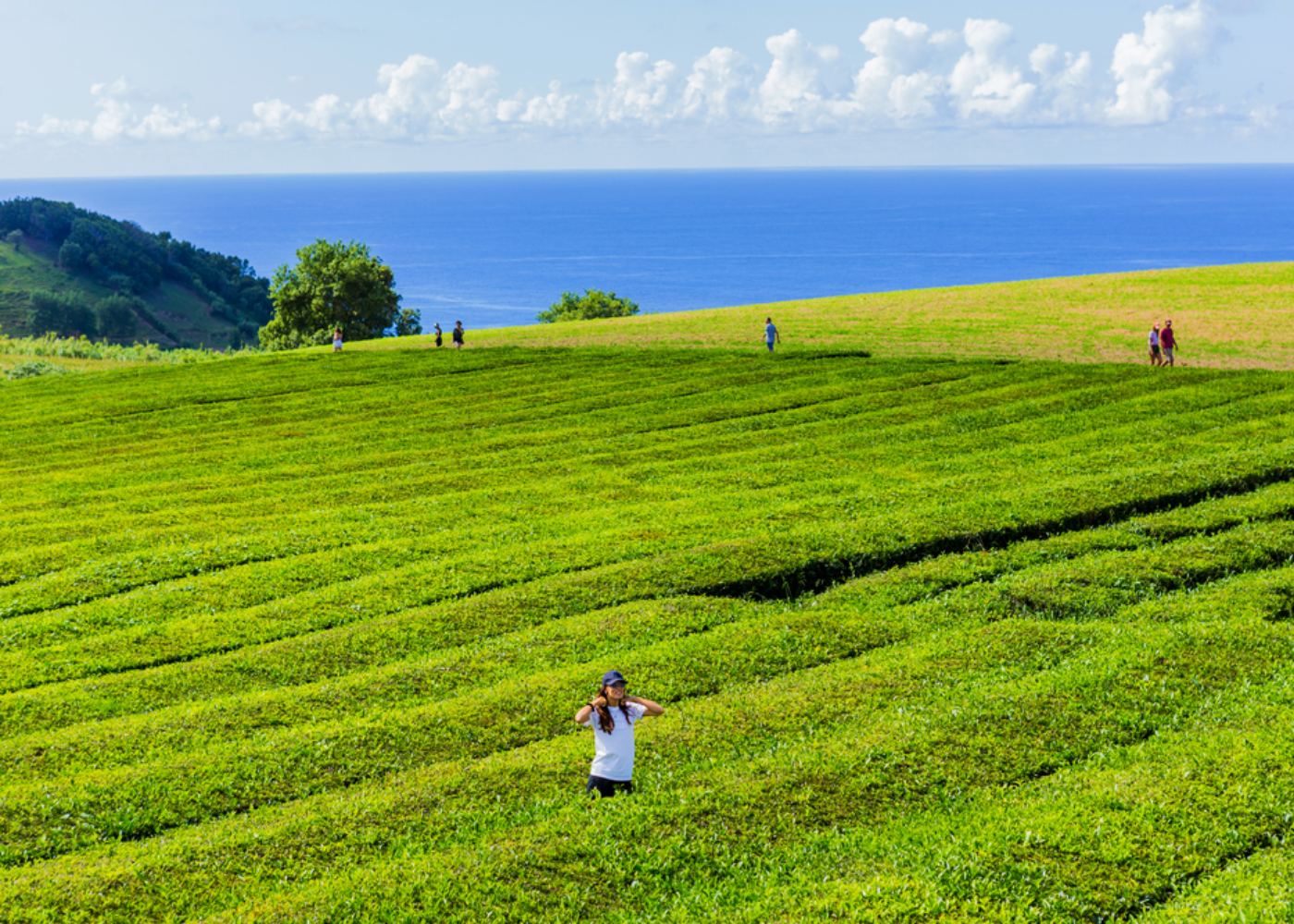 Plantação de chá dos açores