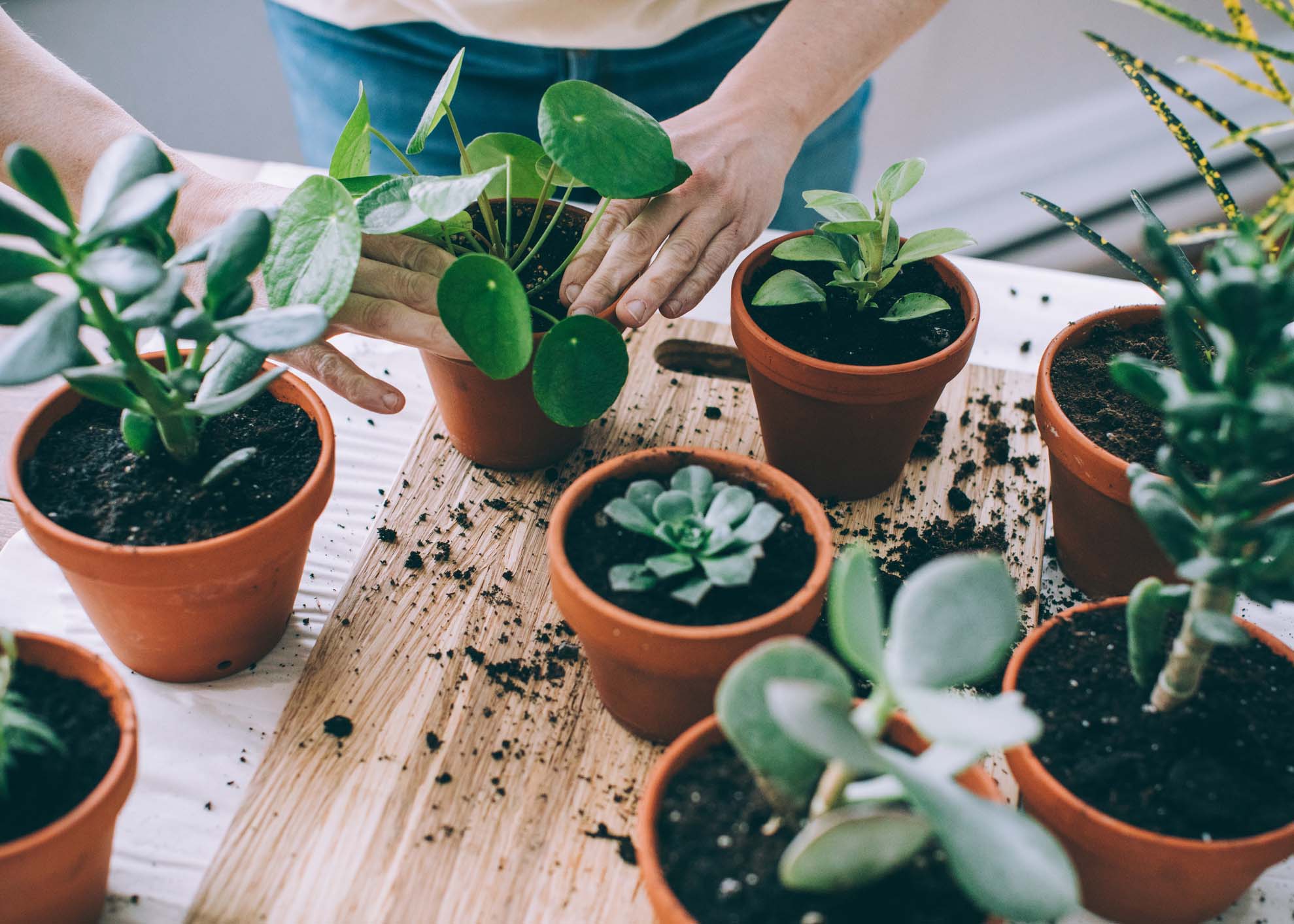 cuidar das plantas