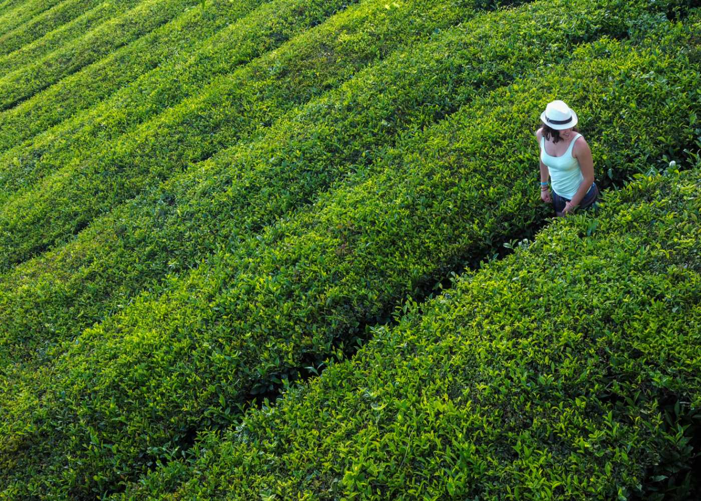 plantações chá açores