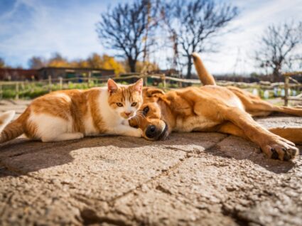 cães e gatos no verão