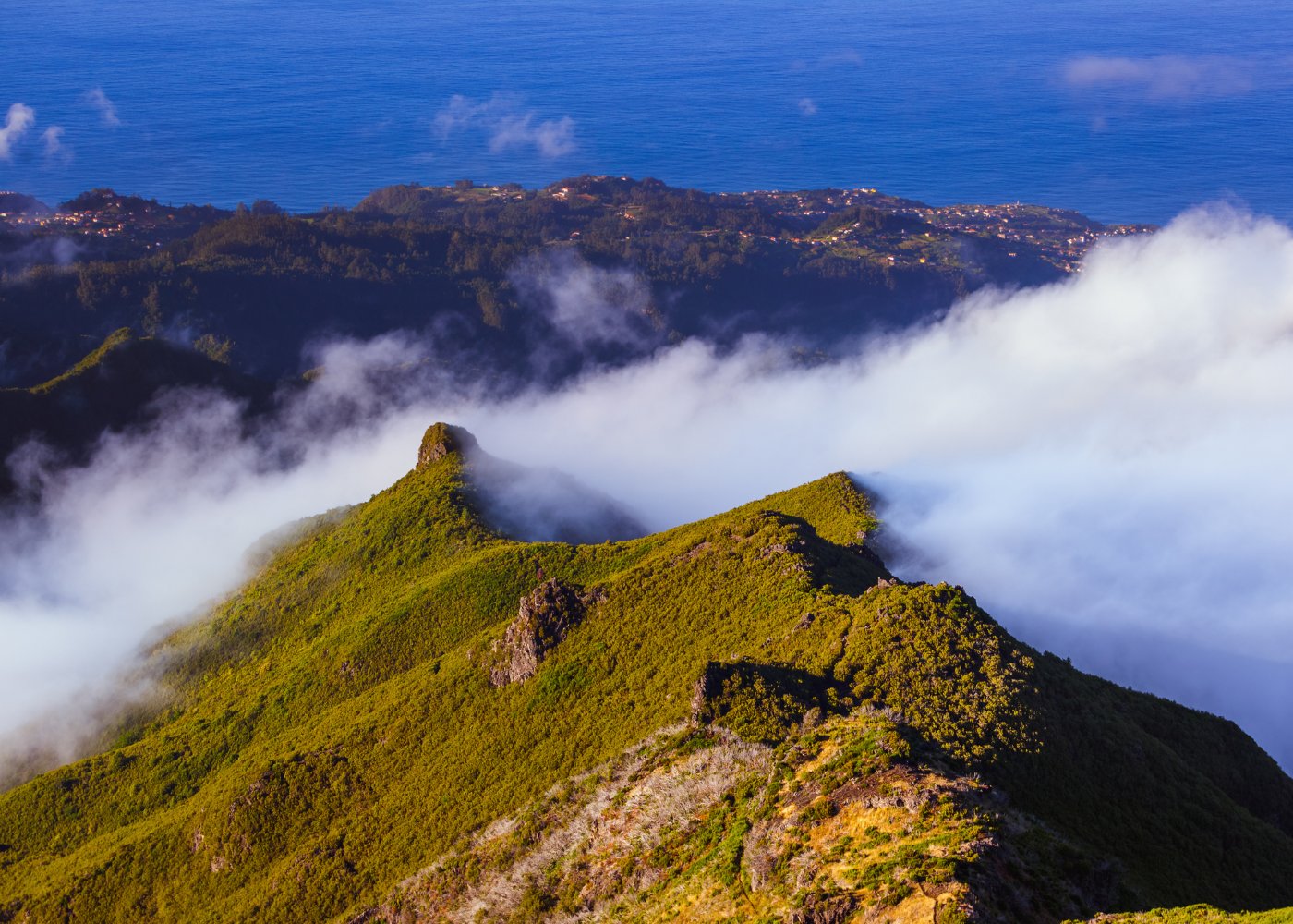 Picos da madeira