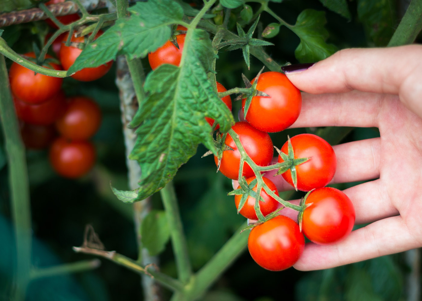 plantar tomate cereja