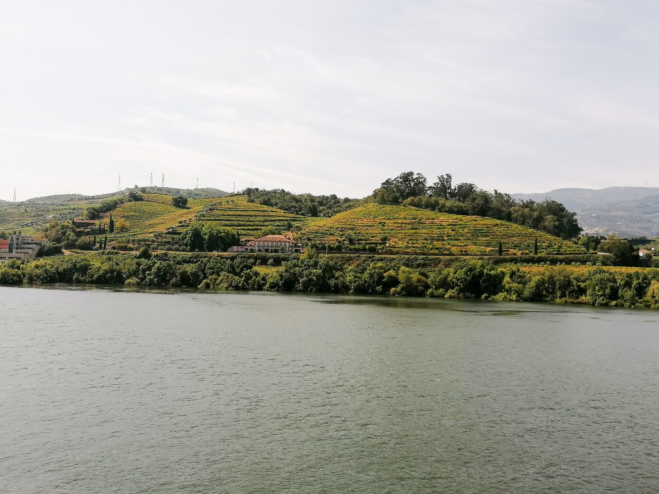 Vinhas no Peso da Régua