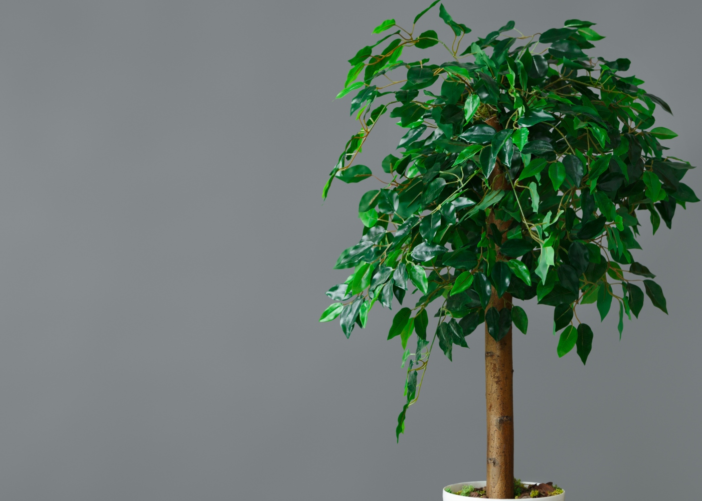 ficus-benjamina