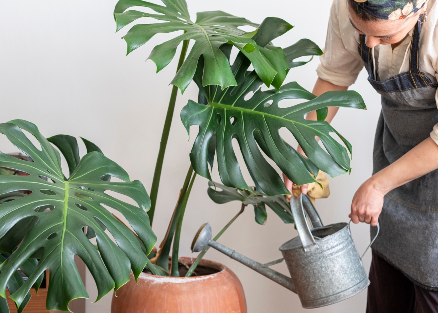 monstera deliciosa é uma planta de interior que sobrevive sem luz intensa 