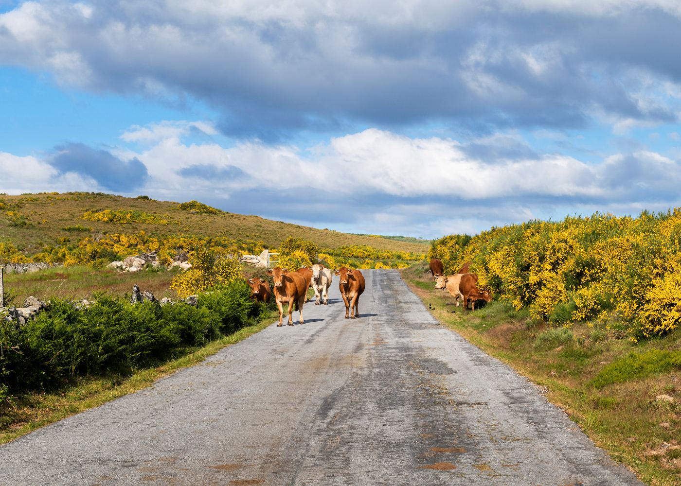 Gado em Pitões das Júnias