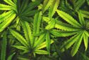 Canábis medicinal