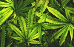 Canábis medicinal