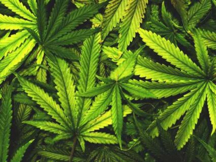 Canábis medicinal