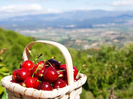 Cesto com cereja do Fundão