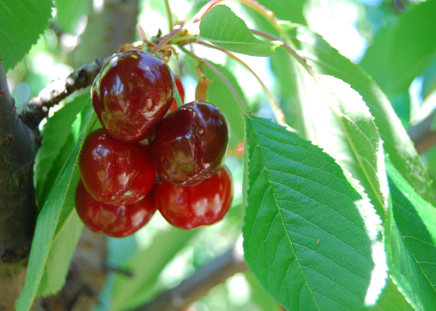 Cacho de cerejas