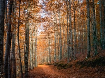 Floresta em manteigas