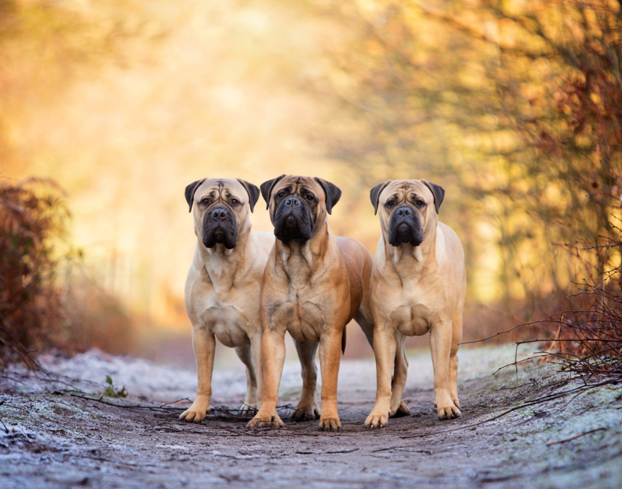 Mastiff o maior dos cães gigantes