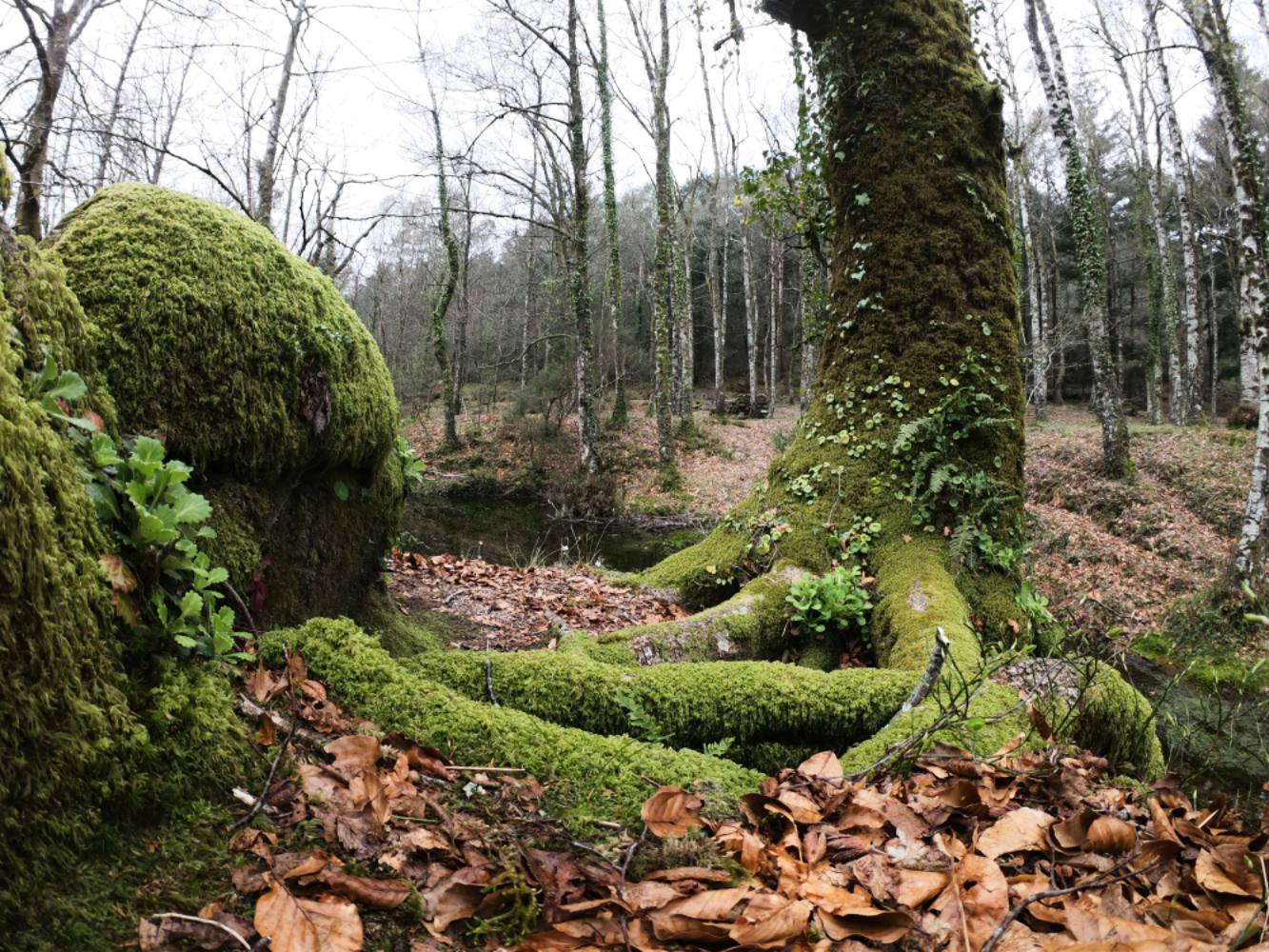 Carvalhos centenários na Mata de Albergaria