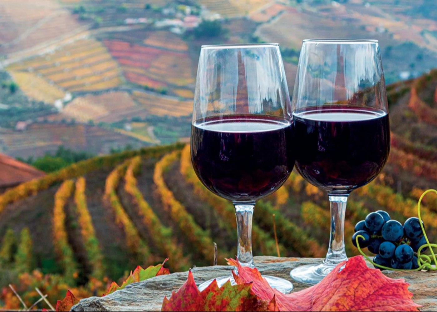 copos de vinho do porto