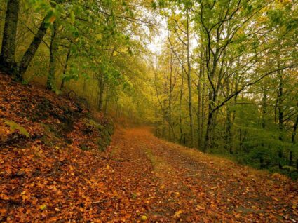 Bosque das Faias em Manteigas