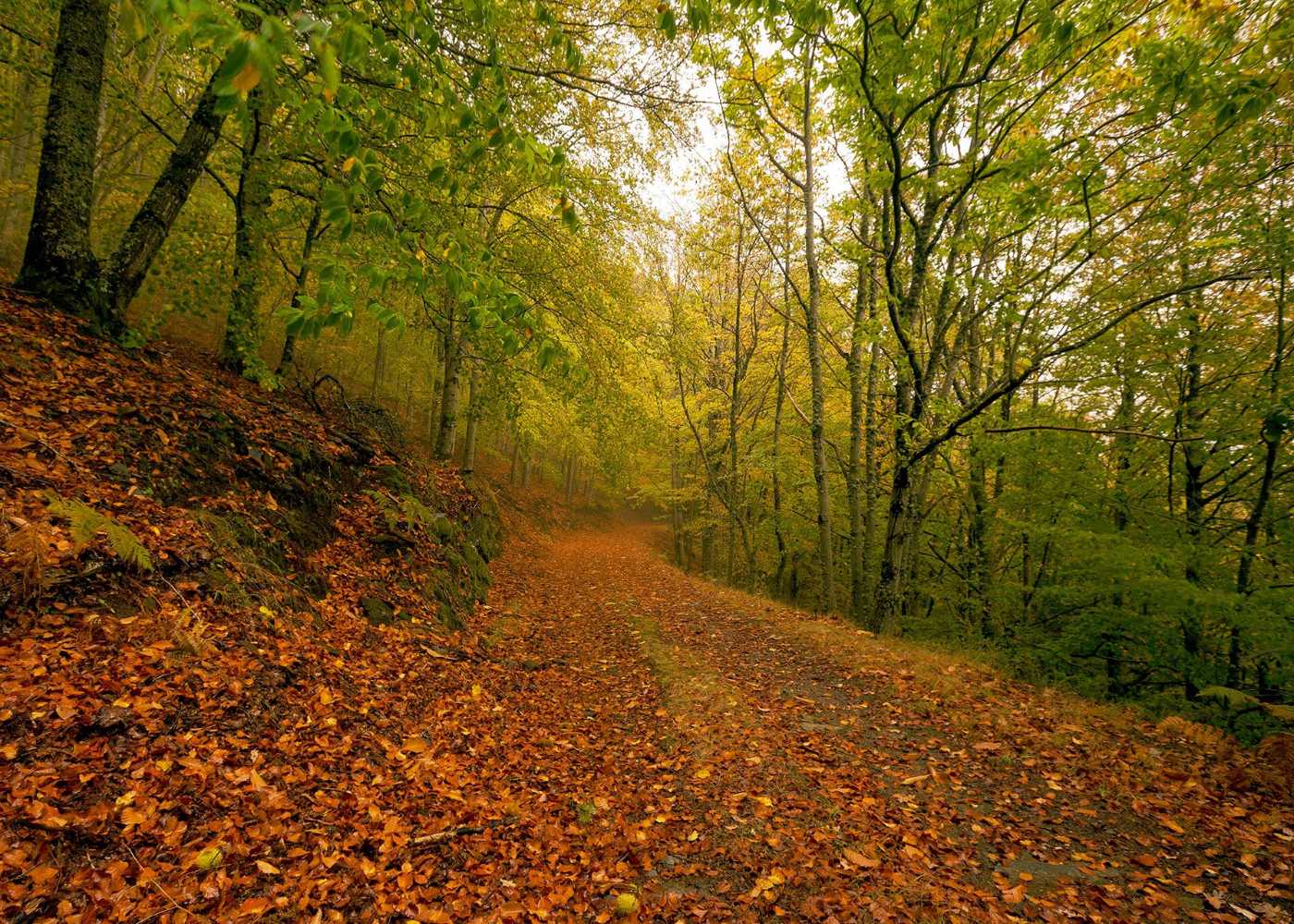 Bosque das Faias em Manteigas