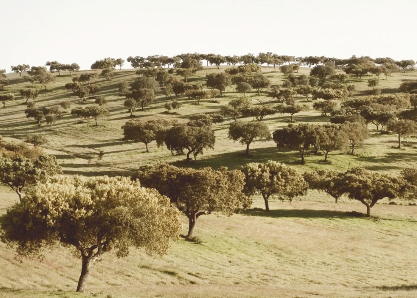 monte de oliveiras em serpa