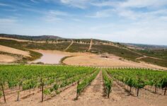 herdade onde se fazem os vinhos discórdia