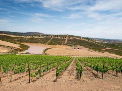 herdade onde se fazem os vinhos discórdia