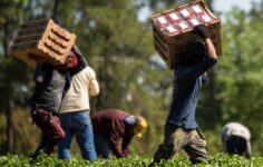 imigração está a cair