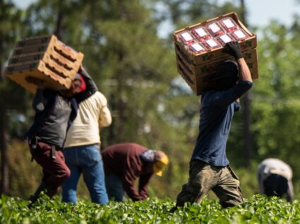 imigração está a cair