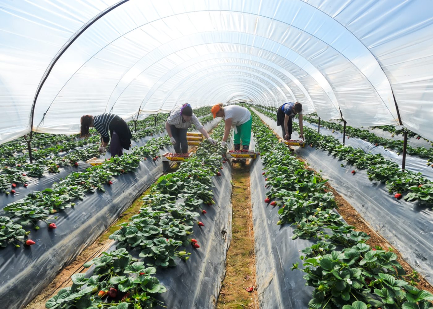 trabalhadores imigrantes