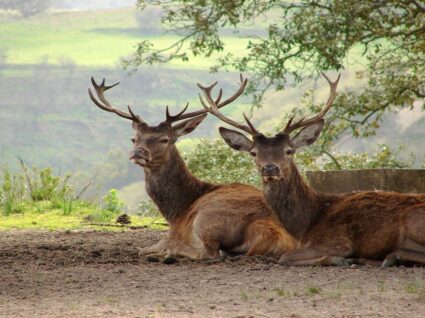 veados na Tapada de Mafra