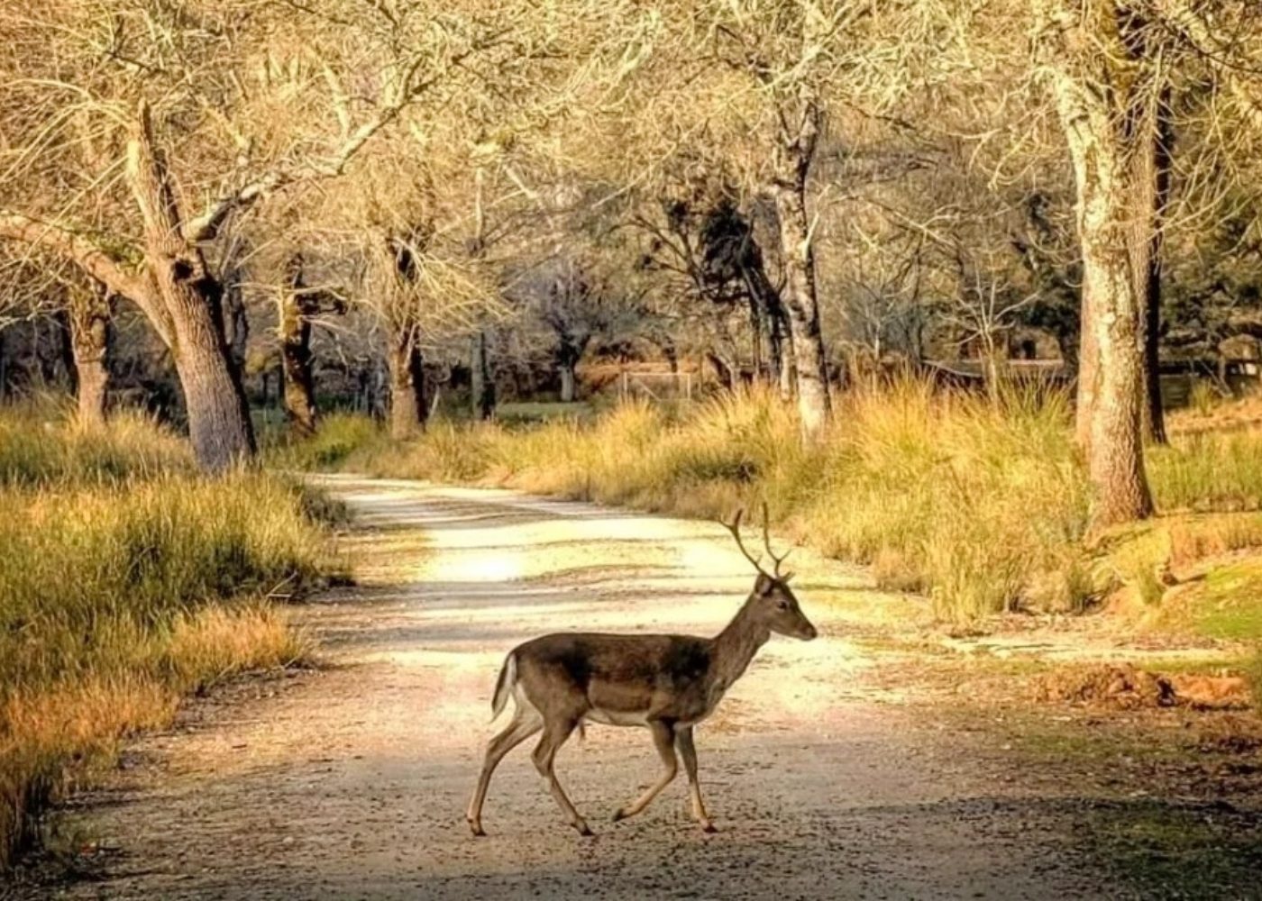 trilho na tapada de mafra