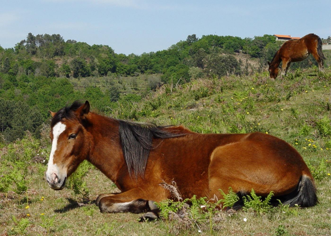 cavalos selvagens no gerês