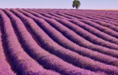 festival da lavanda