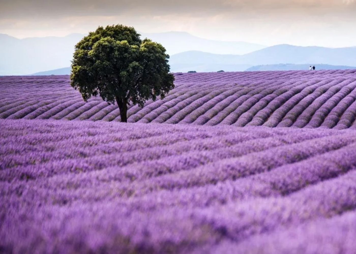 campos de lavanda