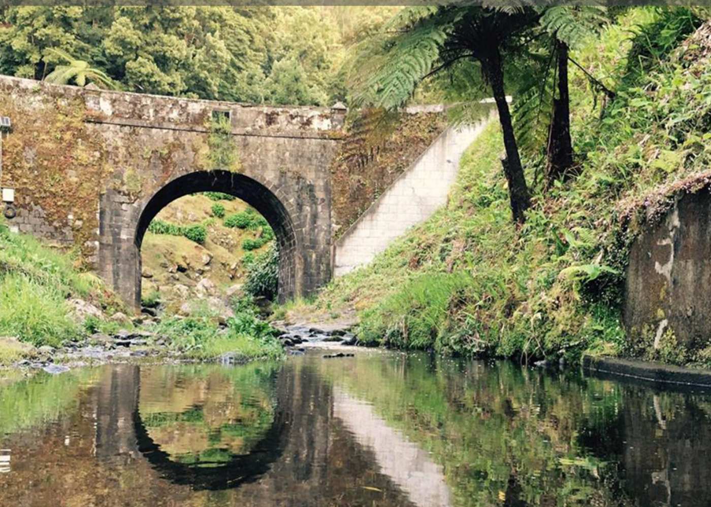 ponte no parque natural