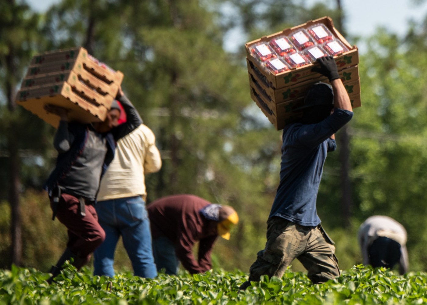 segurança social para imigrantes estrangeiros