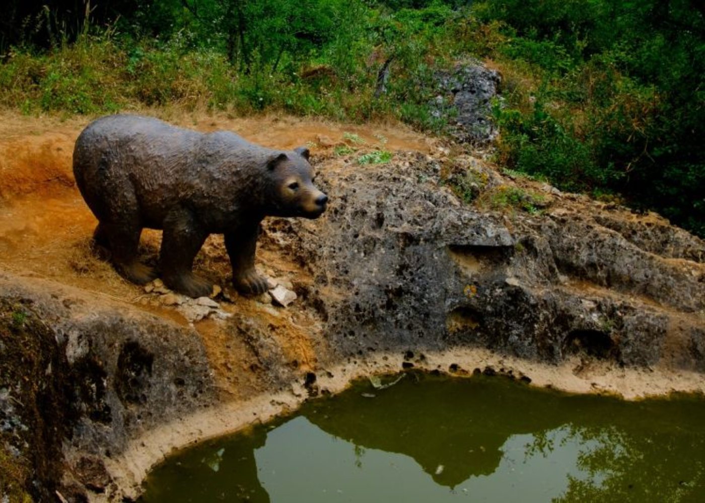 pia do urso